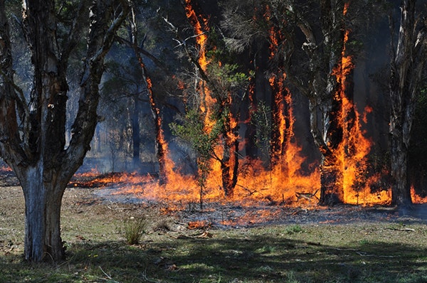 Bushfire
