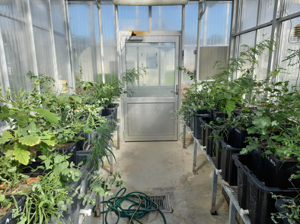 Glasshouse Drought