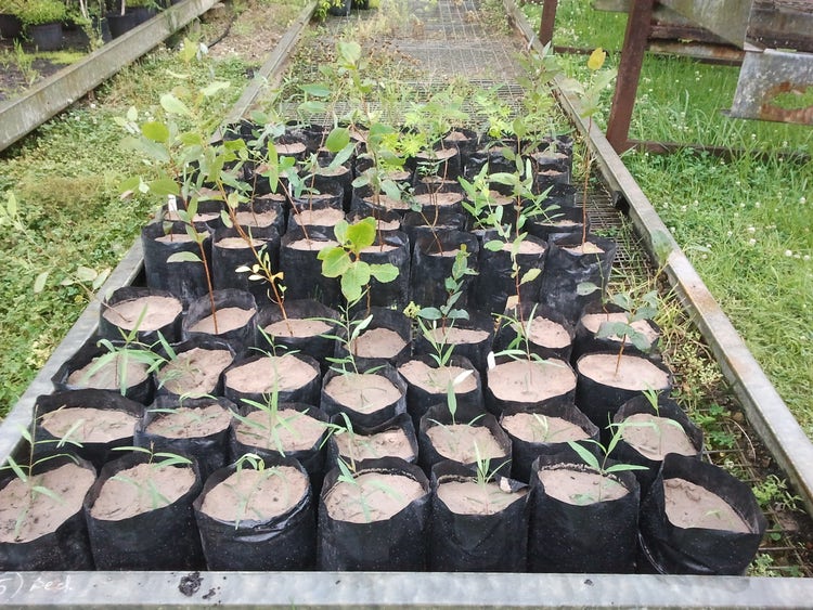 Spare potted plants