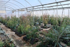 Common Garden
