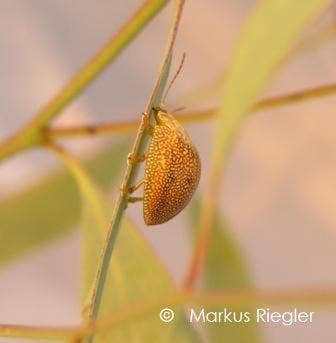 Leaf Beetle