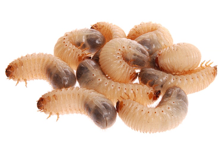Rhino Beetle Larvae