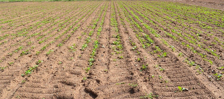 Soil Profile