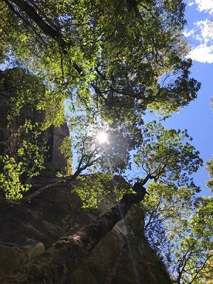 Canopy